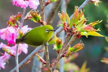 Japanese White-eye, March 19th