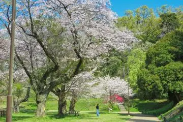  Sakura cherry blossoms, April 4th