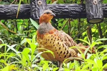 Bamboo partridge, June 20th