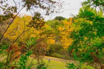 Fall, November 24