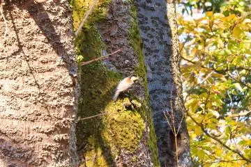 Varied Tit, November 26th