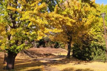Lower walkway, November 26th