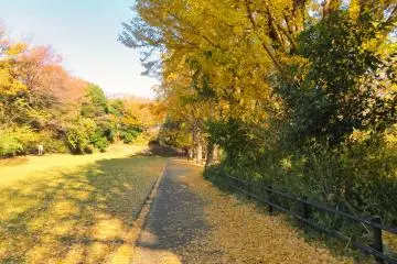 Gingko trees, December 3rd