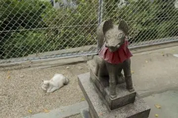 Kitsune and kitty; shrines seems like a popular place for cats to relax