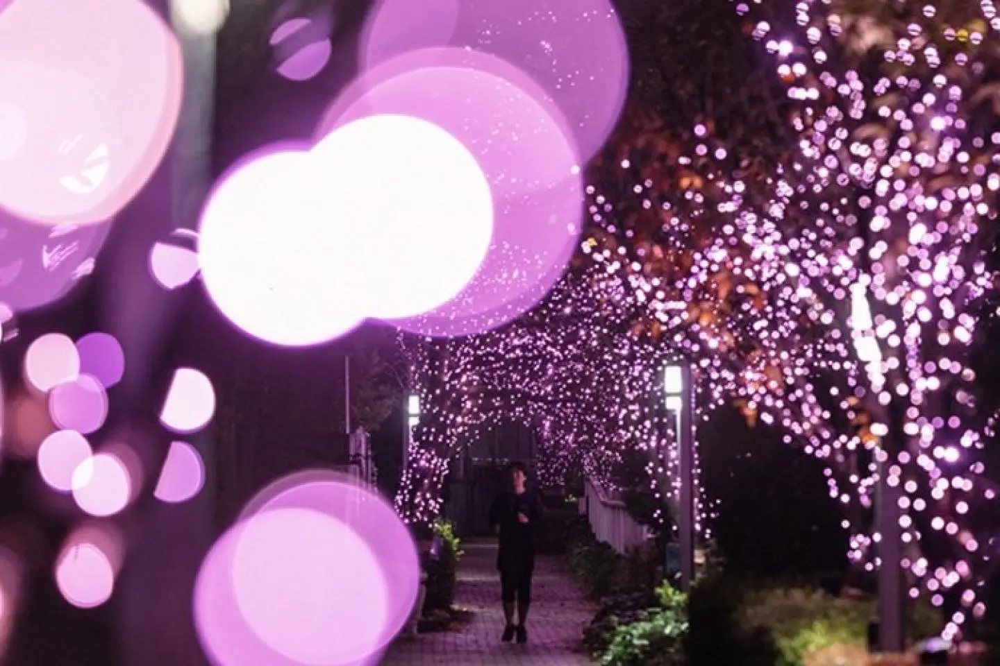 照片由: Minna no Illumination Executive Committee