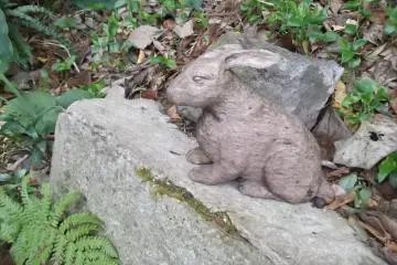 Hello little rabbit