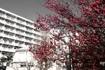 Birds enjoying the scent and nectars of plum blossoms