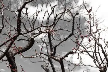 Buds of plum as they wait for the warm weather