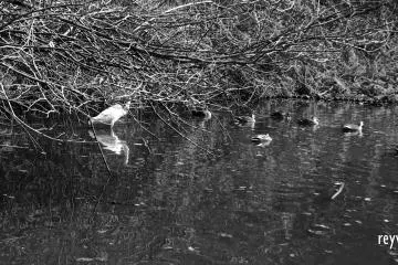 A heron and wild ducks in the pond