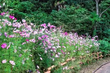 Cosmos, October 16th