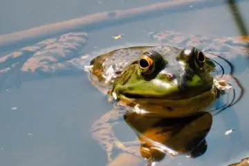 Frog Kappa Pond, May 8th