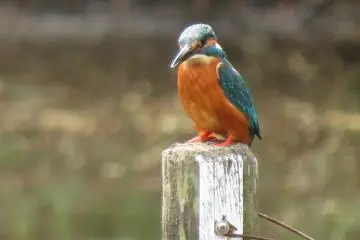 Kingfisher Miyata Pond, April 22nd