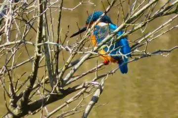 Kingfisher Sakuranami Pond, February 18th