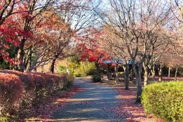 Fall at Maioka, December 13th