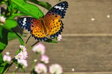  Butterfly, September 27th