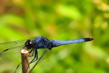 Dragon Fly, June 1st