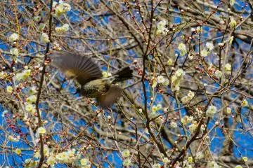 Bulbul, February 18th