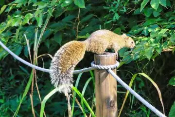 Squirrel September, 27th