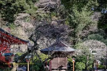 The shrine grounds