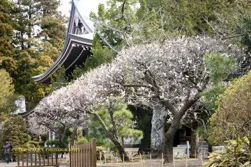 Plum blossoms, Engakuji Temple