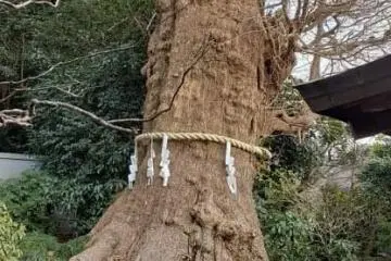 The trunk of a centuries-old ginkgo tree
