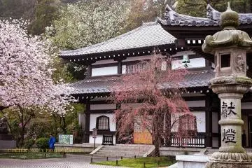 Plum on the right and cherry on the left, Hasedera