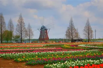 Like a little slice of the Netherlands!