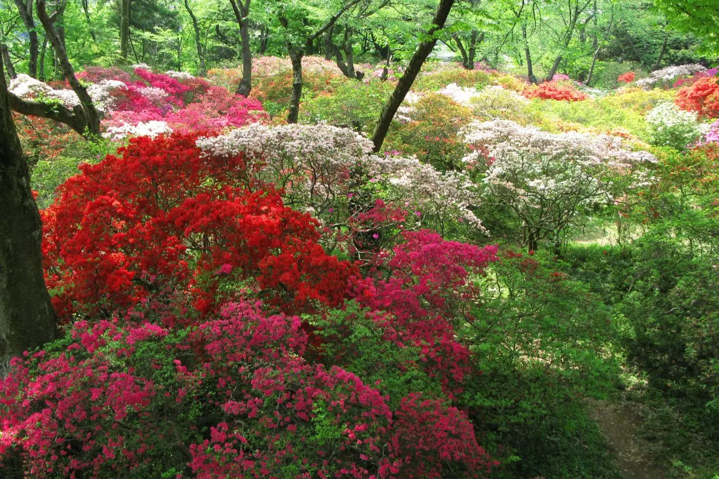 Azaleas are just one of spring's highlights at Shimizu Park (Photo: 京浜にけ / CC BY-SA 3.0)