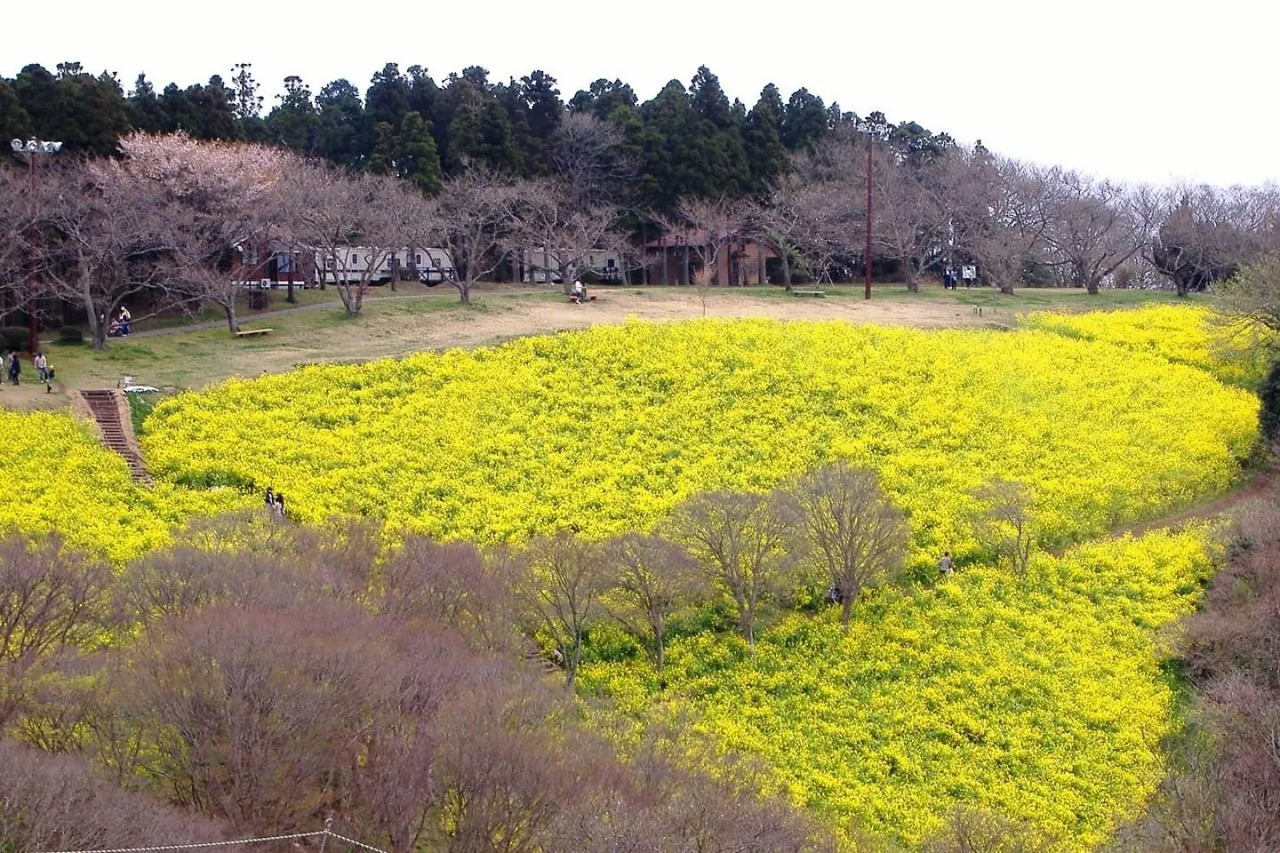 Nanohana blanketing the ground at Mother Farm (Photo: Bedside Moon / CC BY-SA 3.0)