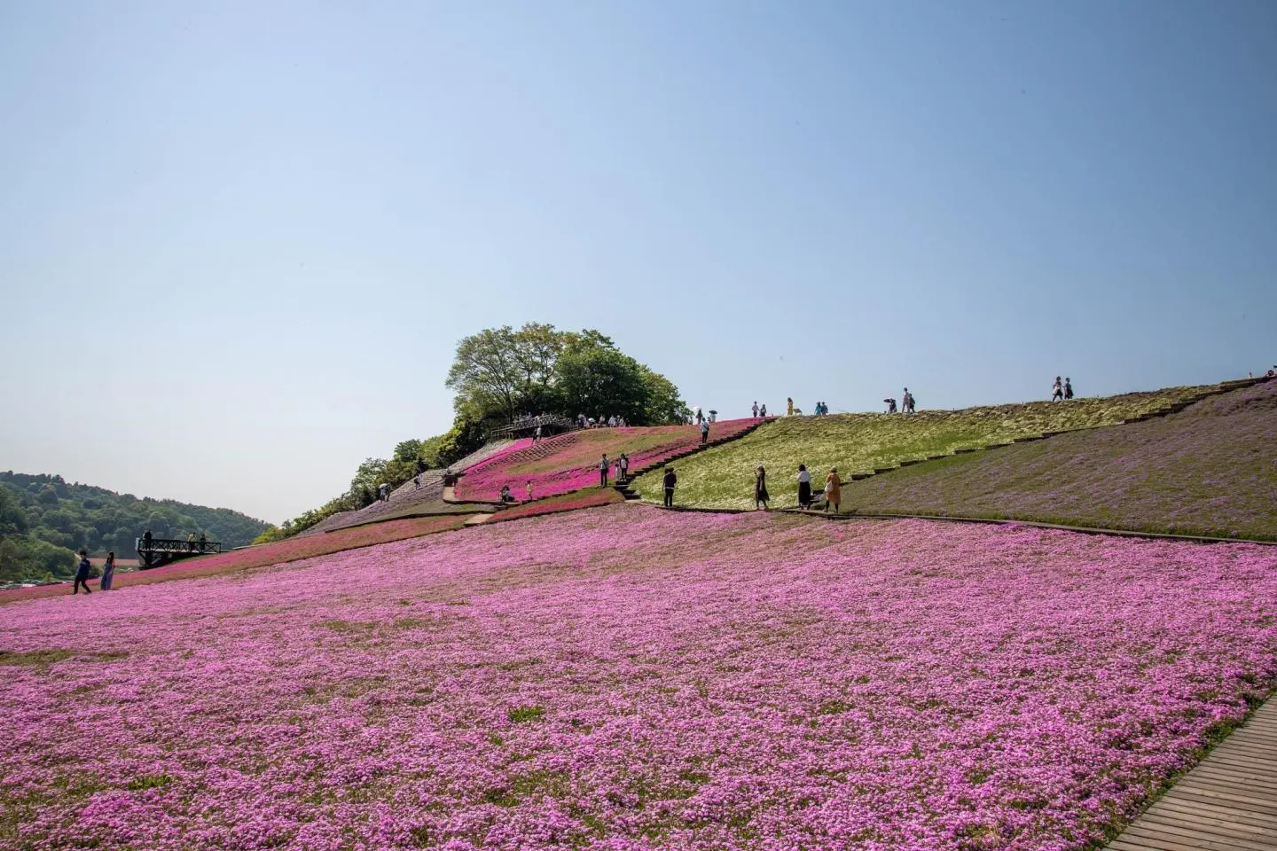 Shibazakura season at Tokyo German Village (Photo: Tetsuji Sakakibara / CC BY-SA 2.0)