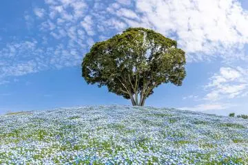 Stunning nemophila at Mother Farm