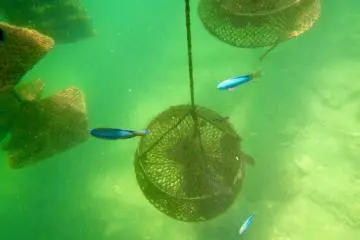 Oyster pots and blue fish.