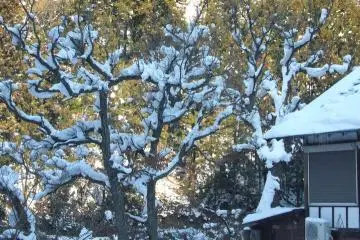 Snow on the trees seems like a flower