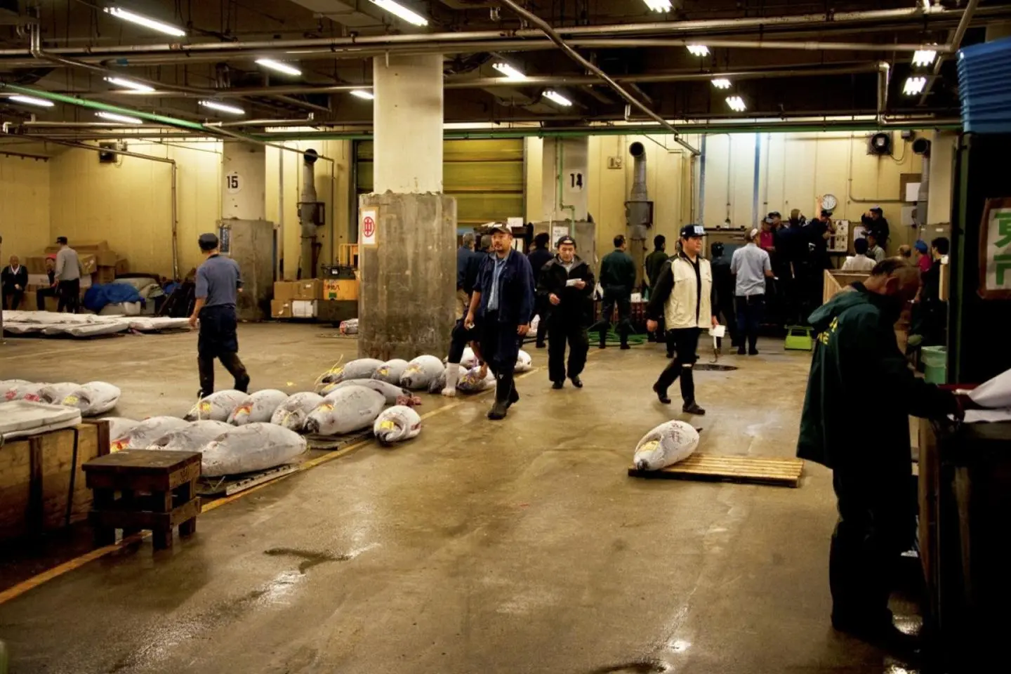 Tuna Auction at Tsukiji Fish Market