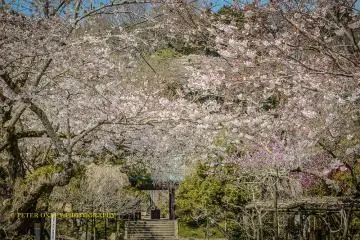 Kosokuji Temple (Hase)