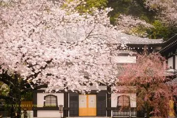 Hasedera Temple