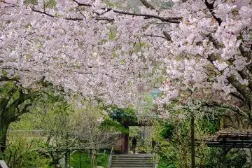 Kosokuji Temple (Hase) 