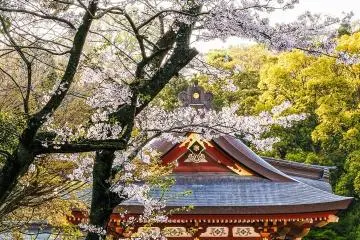 The Maidan, Tsurugaoka Hachimangu Shrine