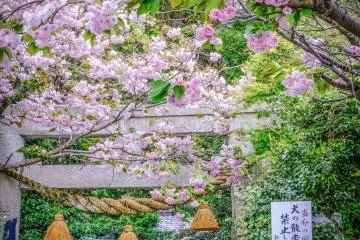 Yakumo Jinja Shrine