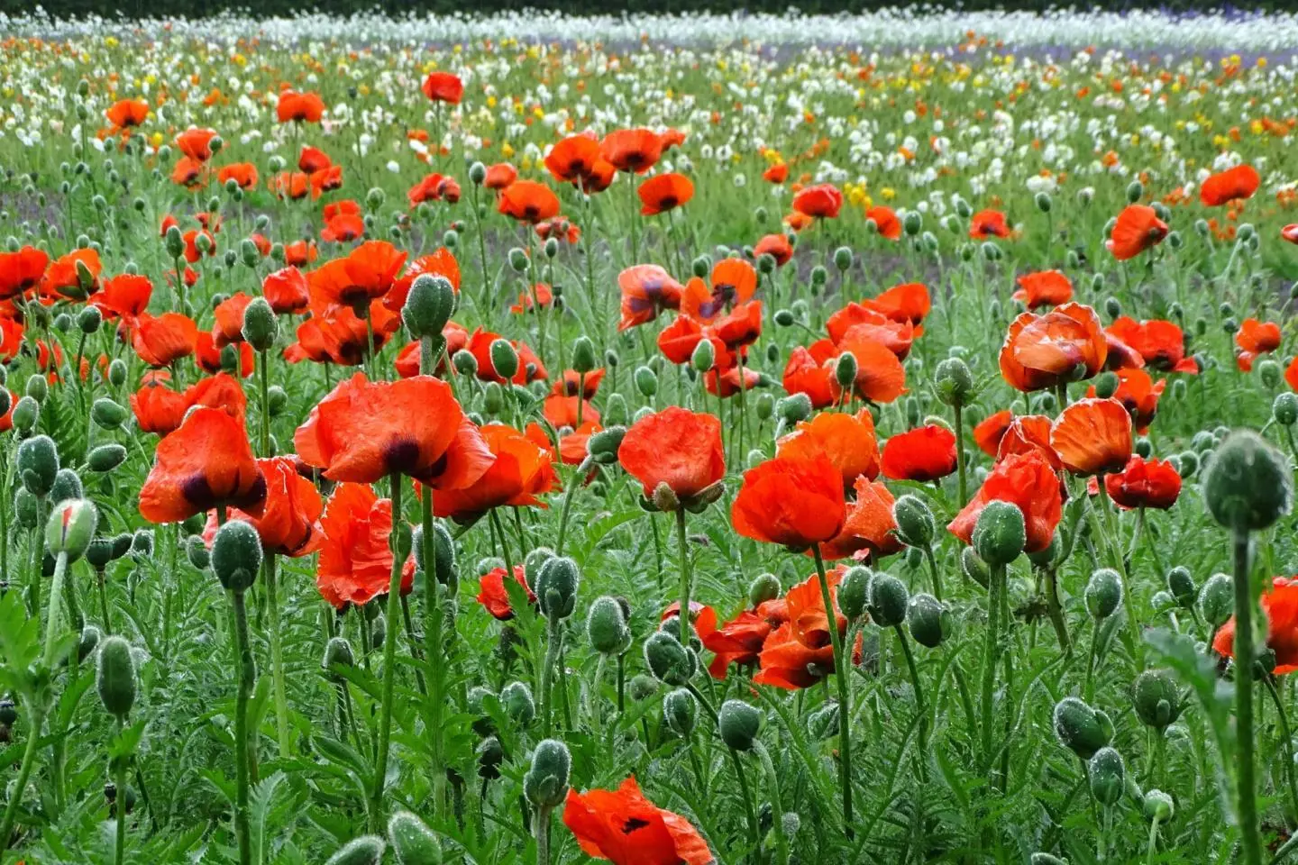 Oriental Poppies at Farm Tomita  (Photo: Adam Jones / CC BY-SA 2.0)