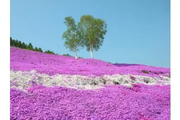 5 Spots for Spring Color in Hokkaido