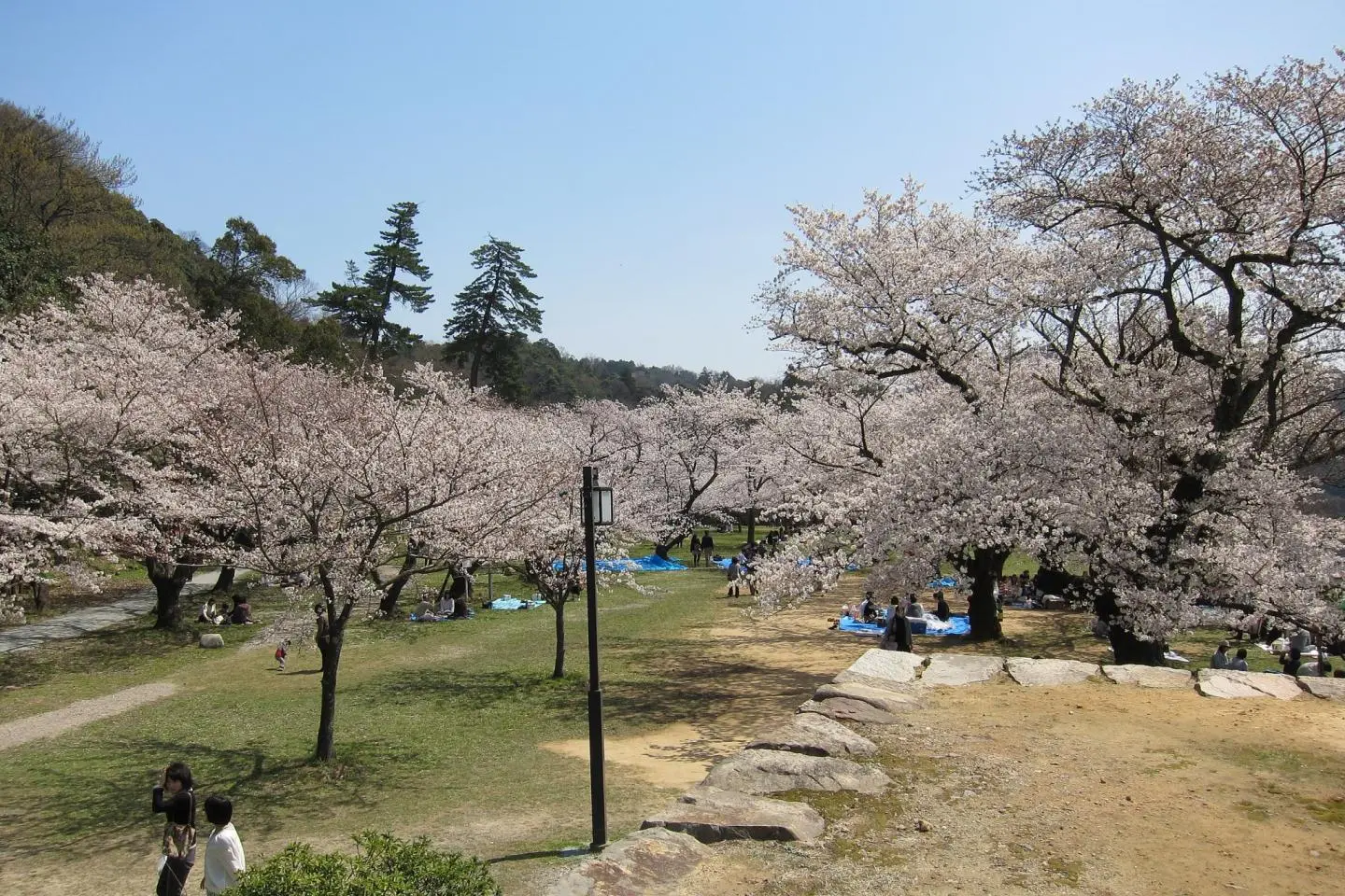 Pastel pink blossoms set against a perfect blue sky at Kyusho Park (Photo: ShinoKo / CC BY-SA 3.0)