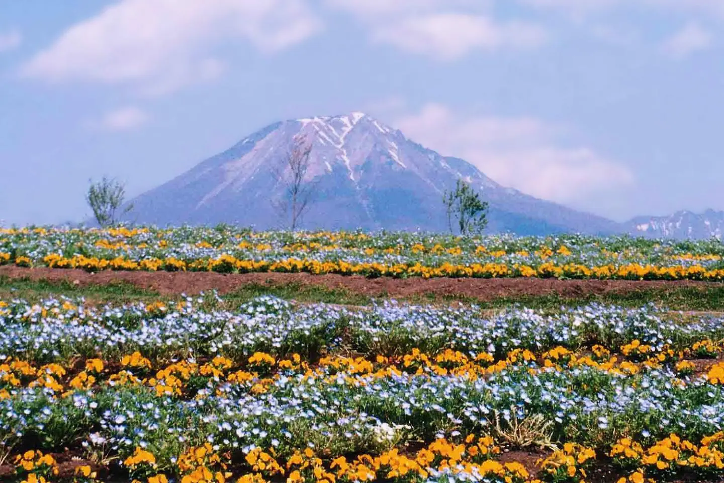  Tottori Flower Park with Mount Daisen as a backdrop (Photo: Reggaeman / CC BY-SA 3.0)