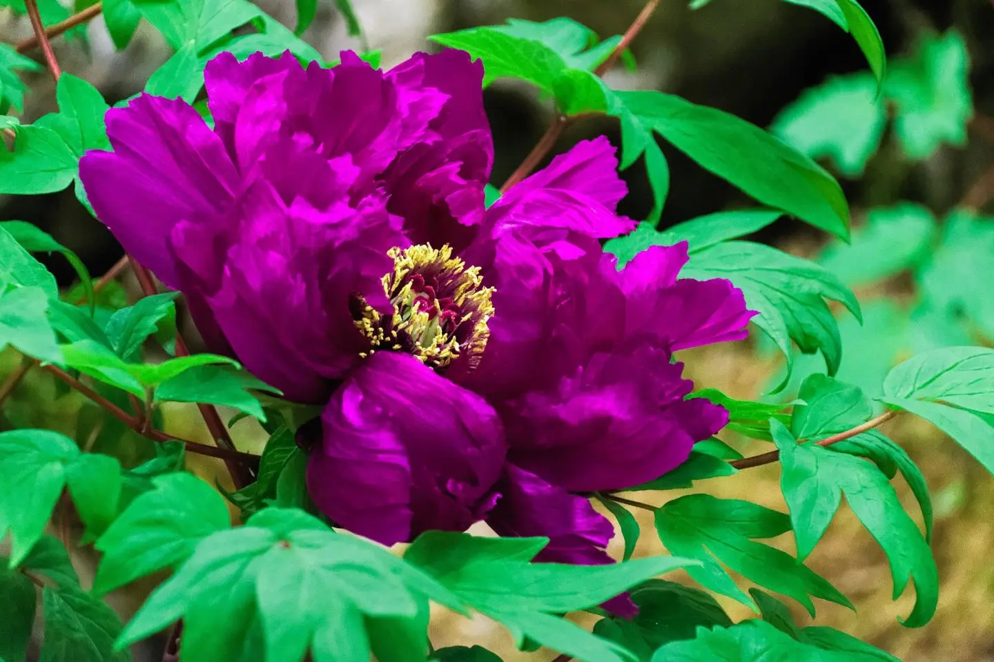 Peonies are what Yuushien is best known for (Photo: brian_ytsu / CC BY-NC-ND 2.0)