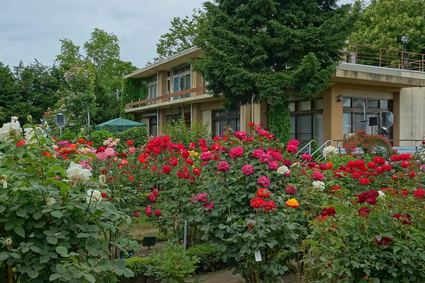 Colorful roses at the Ishida Rose Garden (Photo: 掬茶 / CC BY-SA 4.0)