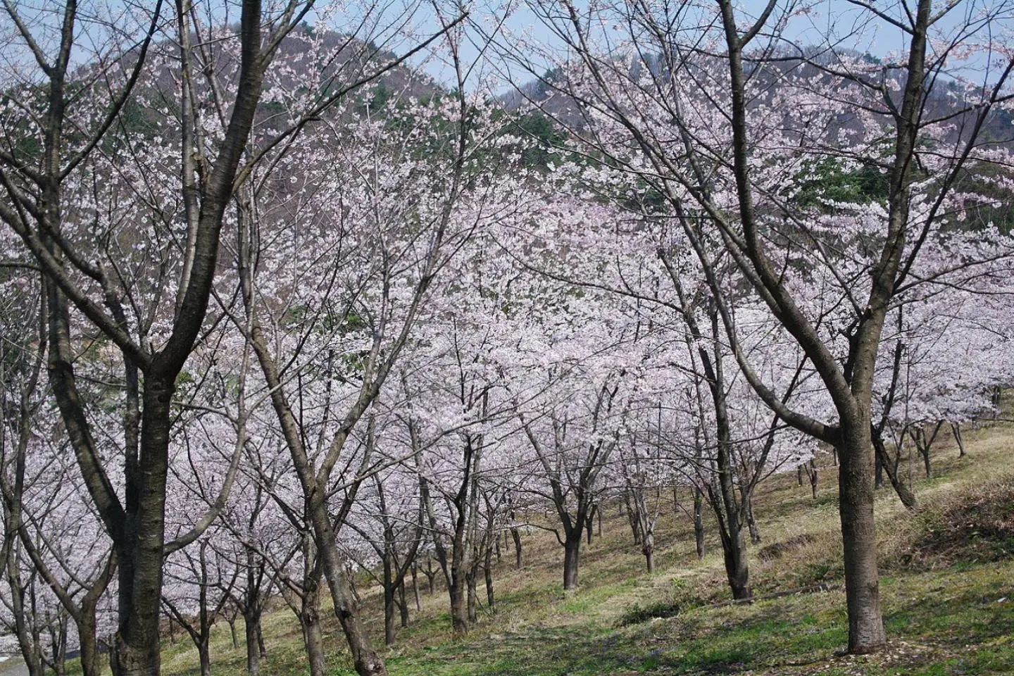 Blossoms at Mato Park (Photo: Ocavis Leechroot / CC BY-SA 3.0)