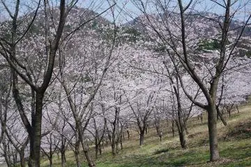 Blossoms at Mato Park