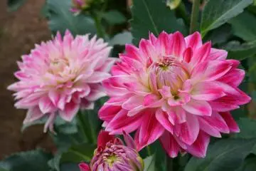 Photo: <a href="https://commons.wikimedia.org/wiki/File:Dahlia_%27Beauty_Stars%27_(ID)_at_Akita_Kokusai_Dahlia_Garden,_Japan.jpg" target="_blank" rel="noreferrer noopener nofollow">掬茶</a> / <a href="https://creativecommons.org/licenses/by-sa/4.0/deed.en" target="_blank" rel="noreferrer noopener nofollow">CC BY-SA 4.0</a>