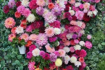 Photo: <a href="https://commons.wikimedia.org/wiki/File:Displayed_dahlia_flowers_in_Akita_Kokusai_Dahlia_Garden.jpg" target="_blank" rel="noreferrer noopener nofollow">掬茶</a> / <a href="https://creativecommons.org/licenses/by-sa/4.0/deed.en" target="_blank" rel="noreferrer noopener nofollow">CC BY-SA 4.0</a>
