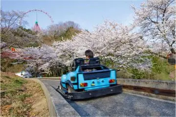 The event includes various ways to enjoy the blooms, from suspension bridge walks to go-karting past the trees